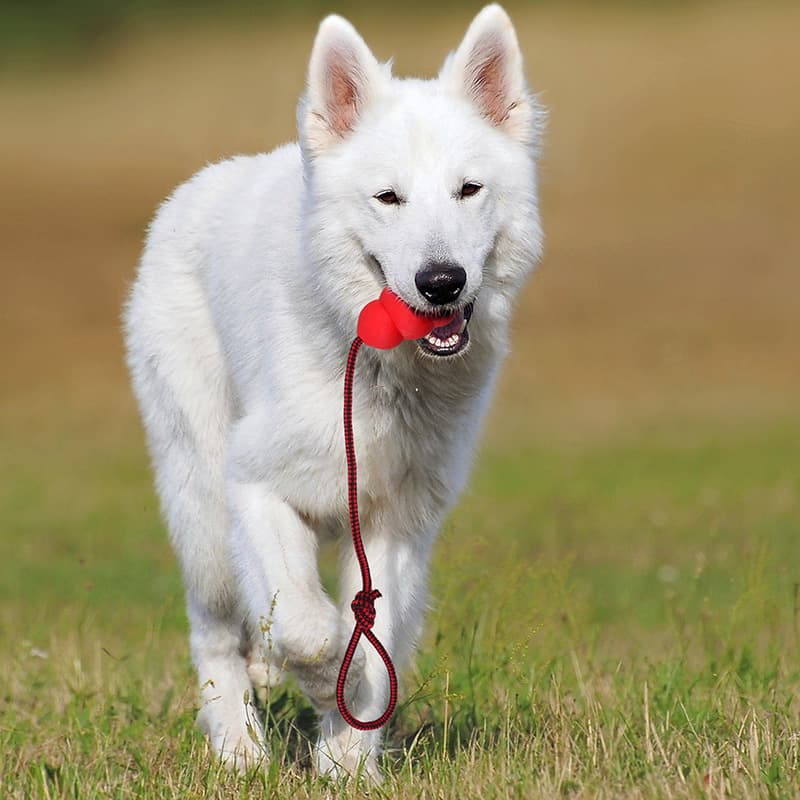 Pet Toy Natural Rubber Rope Hoist