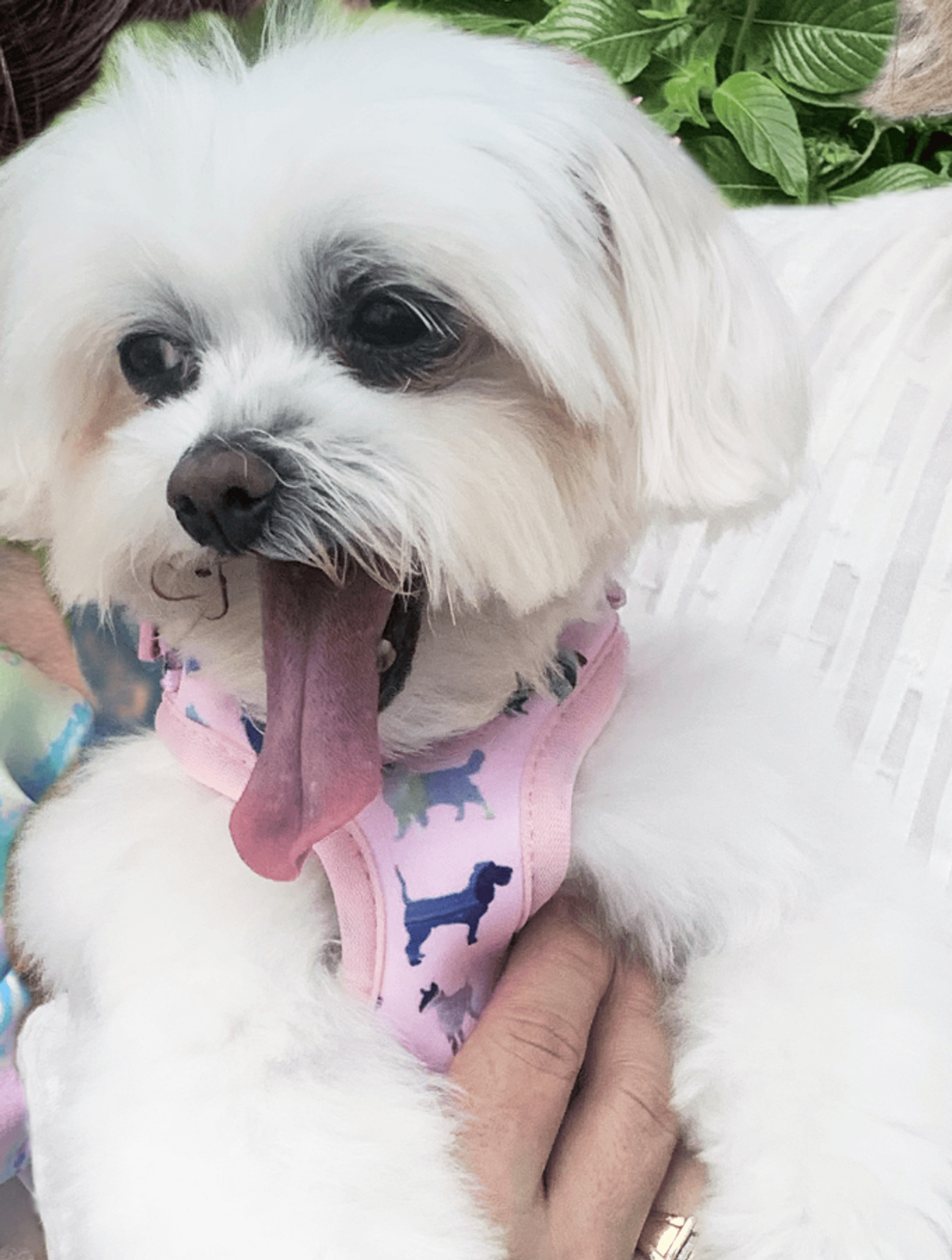 Pink Puppies Harness