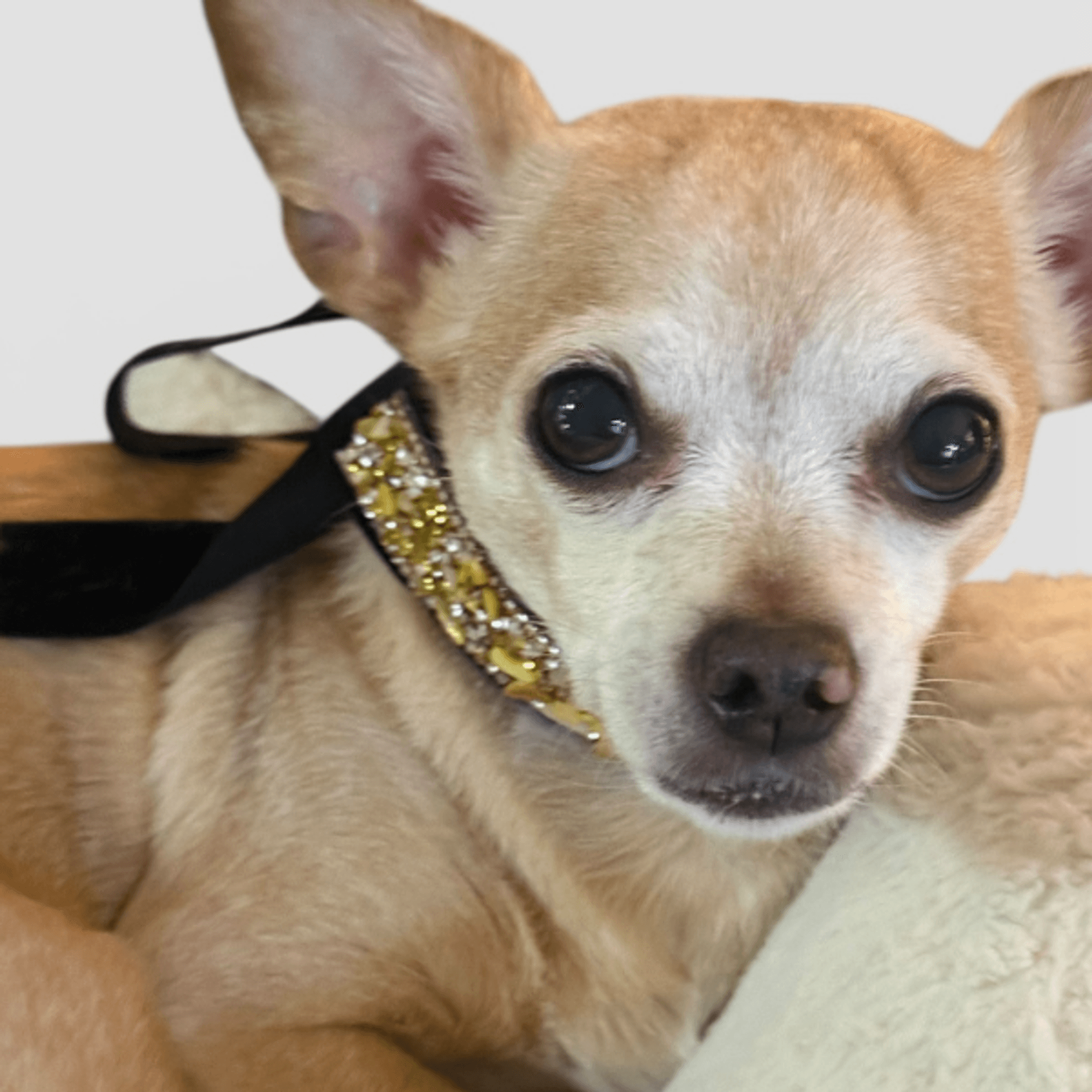 Gilded Noir Crystal Velvet Collar