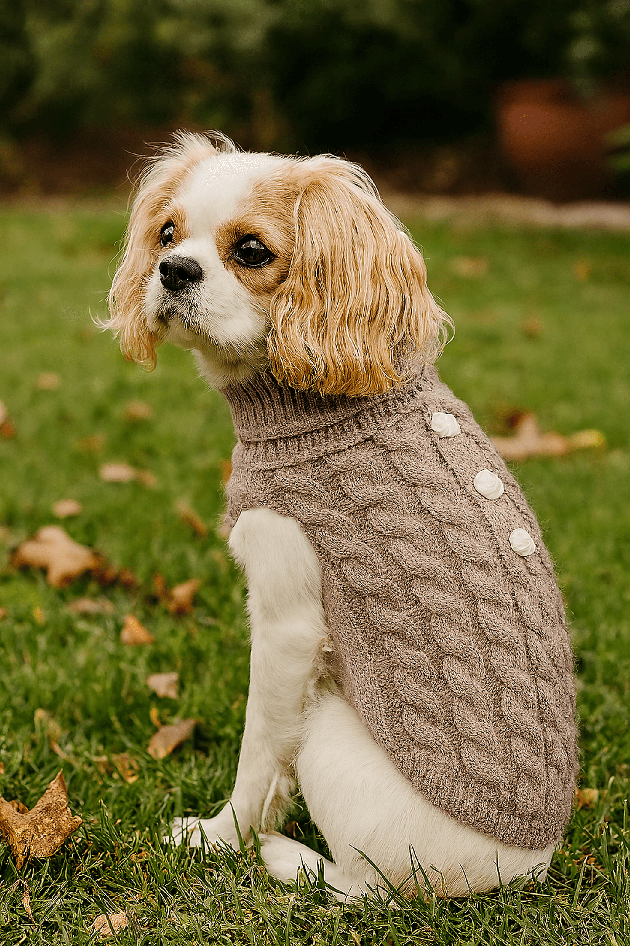 Pumpkin Pie Pearl Knit Dog Sweater